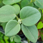 3 Peperomia Live Plant, Peperomia Incana 4 Inch Potted Plant, Indoor Houseplant for Tabletop Decor, Workspaces and Easy Care Display