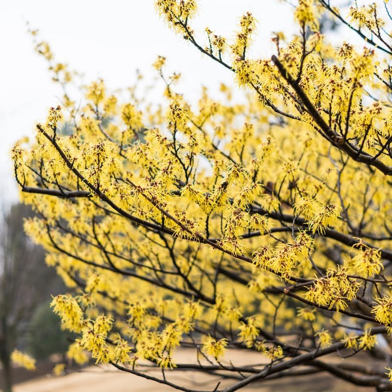 10 Witch Hazel Shrub Live Plant | 1-2ft Bare Root Seedlings | Mature Established Flowering Shrub | Ready to Plant Large Ornamental Shrub