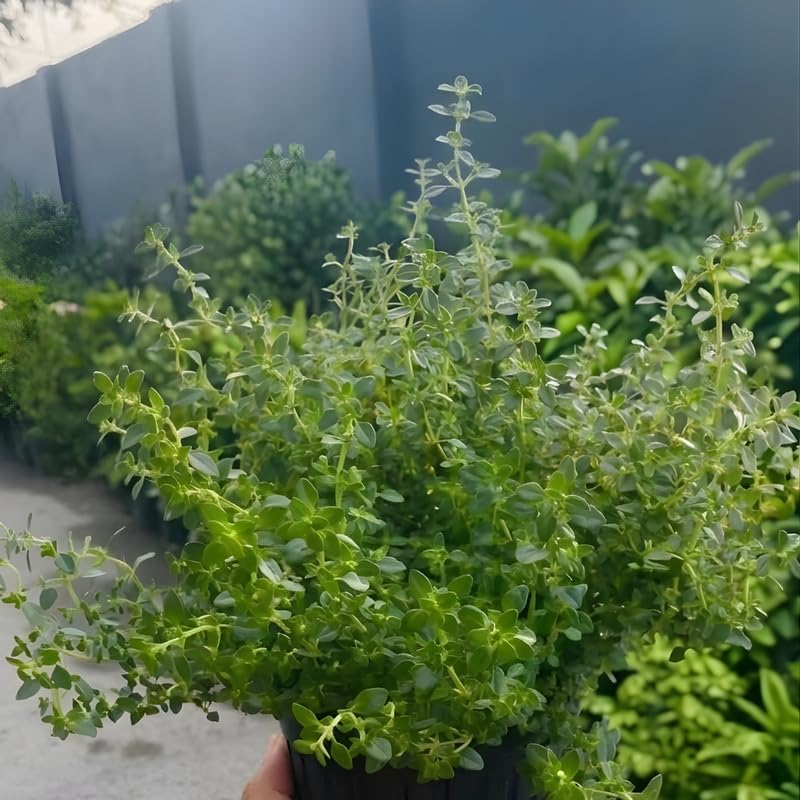 Lemon Thyme Plant, 4 Inch Size, Low Maintenance Edible Groundcover for Sunny Kitchen Gardens and Patios