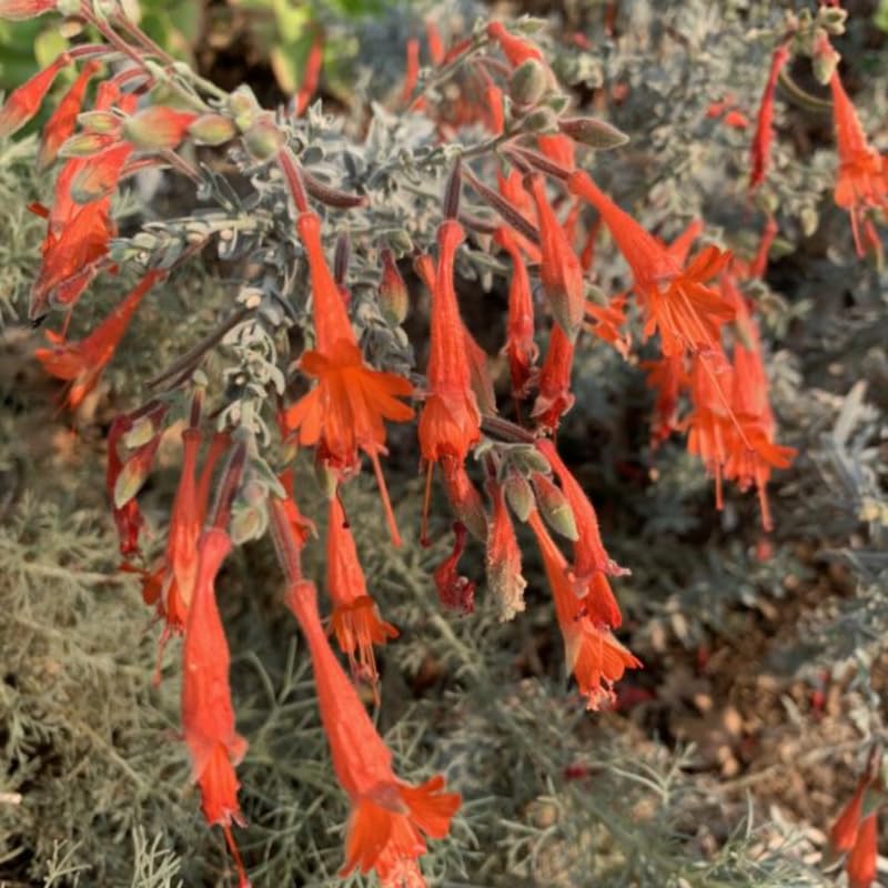 2 Fuchsia Plants Live, Gold and Red Foliage, 6-12 Inch Tall, Autumnale Variety, Trailing Flowering Plant, Ideal for Hanging Baskets