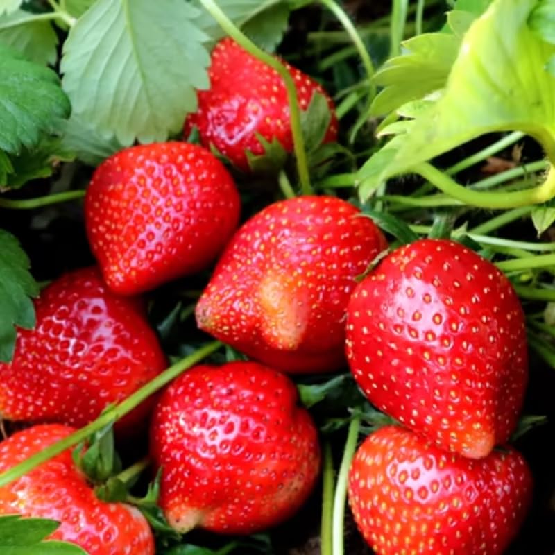 Strawberry Roots for Planting, Sparkle Strawberry, 50 Per Pack, Large Fruit Bearing Perennial, Junebearing Plants for Backyard and Garden