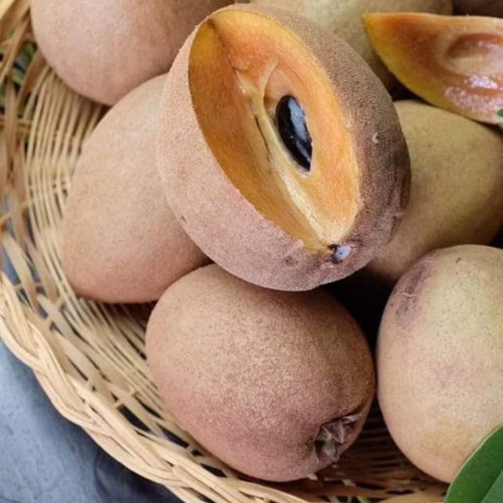 Sapodilla Live Fruit Tree | Anola Sapodilla Fruit Seedling | 30-36 Inches Tall in 3 Gallons Pot | Tropical Fruit Plan for Planting Outdoor | No Ship to CA,HI,AK