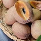 Sapodilla Live Fruit Tree | Anola Sapodilla Fruit Seedling | 30-36 Inches Tall in 3 Gallons Pot | Tropical Fruit Plan for Planting Outdoor | No Ship to CA,HI,AK
