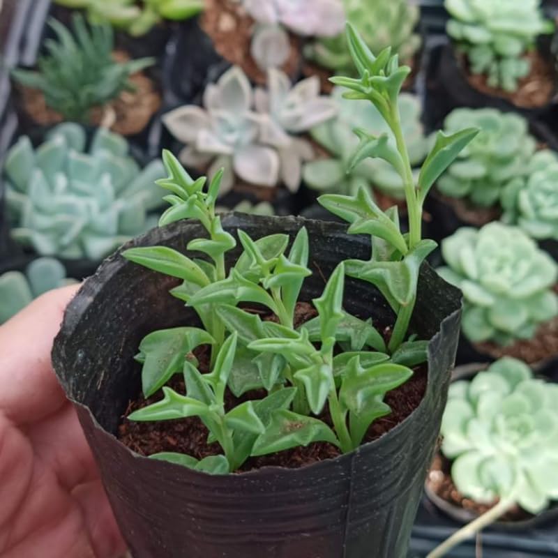 String of Dolphins Plant 4'' Inch Pot | Live Trailing Succulent Houseplant | String of Dolphins Plant Live for Shelves, Pots & Hanging Planters
