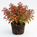 2 Fuchsia Plants Live, Gold and Red Foliage, 6-12 Inch Tall, Autumnale Variety, Trailing Flowering Plant, Ideal for Hanging Baskets