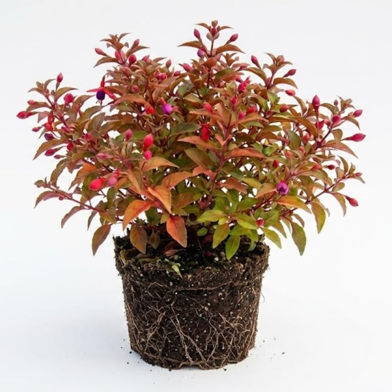 Fuchsia Plants Live, Gold and Red Foliage, 6-12 Inch Tall, Autumnale Variety, Trailing Flowering Plant, Ideal for Hanging Baskets