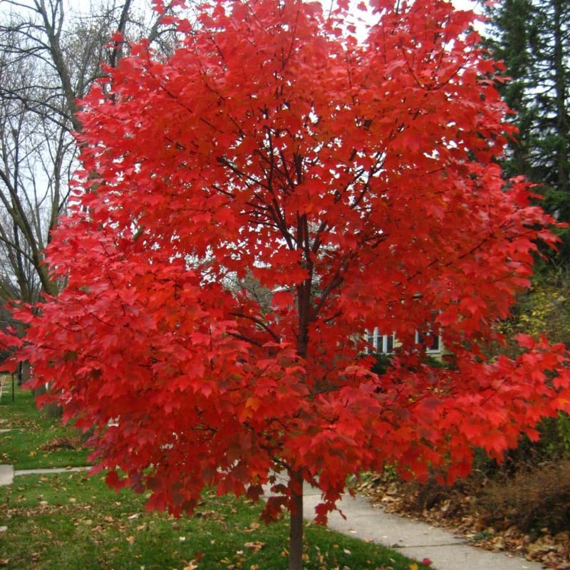 10 Black Gum Native Tree Live Seedling 1–2 Ft | Sweet Gum Outdoor Tree for Yard & Garden Planting | Hardy Shade Tree with Brilliant Fall Foliage | Ideal for Landscaping, Parks & Home Gardens