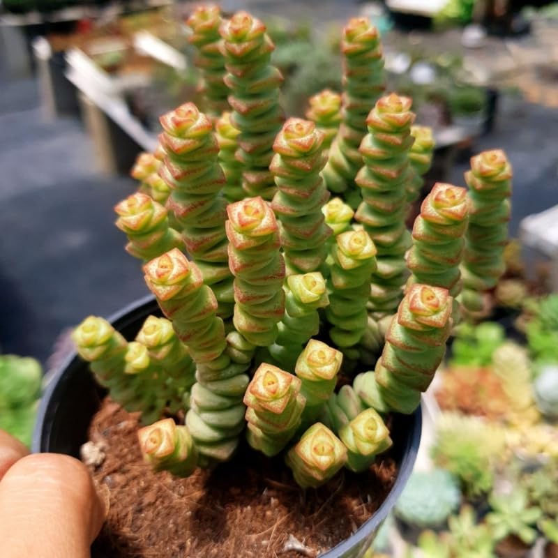 Crassula String of Buttons Live Plant | Compact Trailing Succulent in 2 Inch Pot | Plant for Home Office, Wedding Hanging Decoration & DIY Projects
