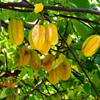 (No Ship to CA,HI,AK) Starfruit Tree Live Plant in 3 Gallon Pot | 30-36 Inches Tall | Tropical Fruit Tree Ready to Plant | Established Edible Fruit Plant for Backyard