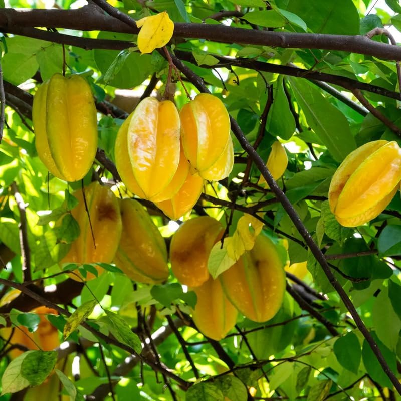 (No Ship to CA,HI,AK) Starfruit Tree Live Plant in 3 Gallon Pot | 30-36 Inches Tall | Tropical Fruit Tree Ready to Plant | Established Edible Fruit Plant for Backyard
