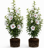 2 White Rose of Sharon Live Plant | 12–18 Inch Tall | Red Heart Althea Hibiscus Plant with Red Center Blooms | Flowering Shrub for Outdoor Garden & Landscape Use