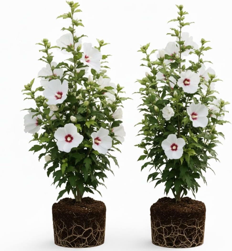 2 White Rose of Sharon Live Plant | 12–18 Inch Tall | Red Heart Althea Hibiscus Plant with Red Center Blooms | Flowering Shrub for Outdoor Garden & Landscape Use