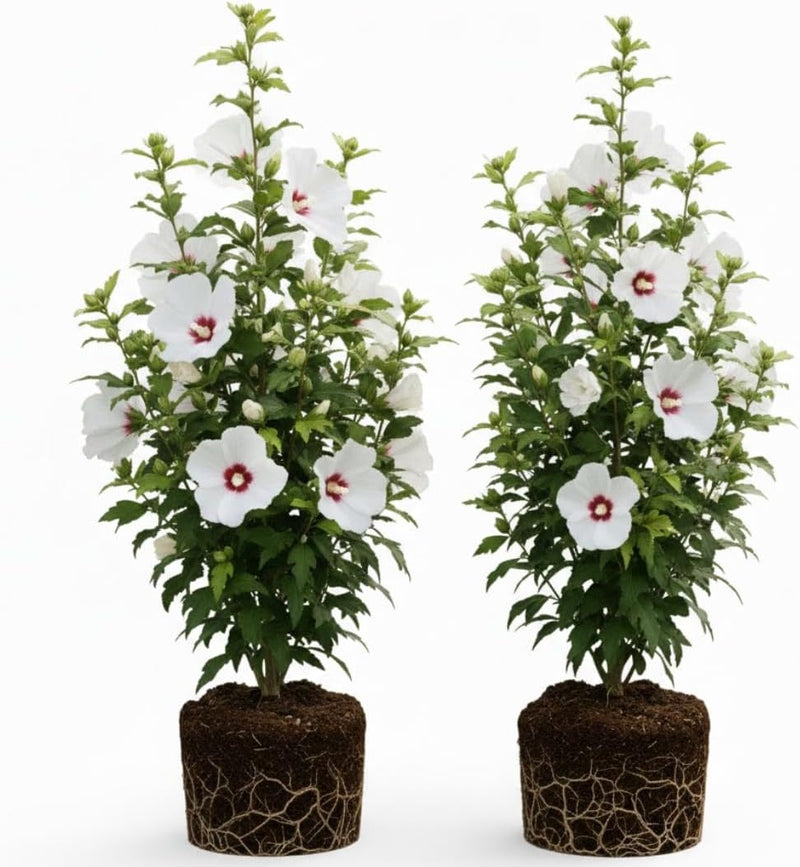 2 White Rose of Sharon Live Plant | 12–18 Inch Tall Quart Pot | Althea Hibiscus Plant | Flowering Shrub for Outdoor Garden & Landscape Use