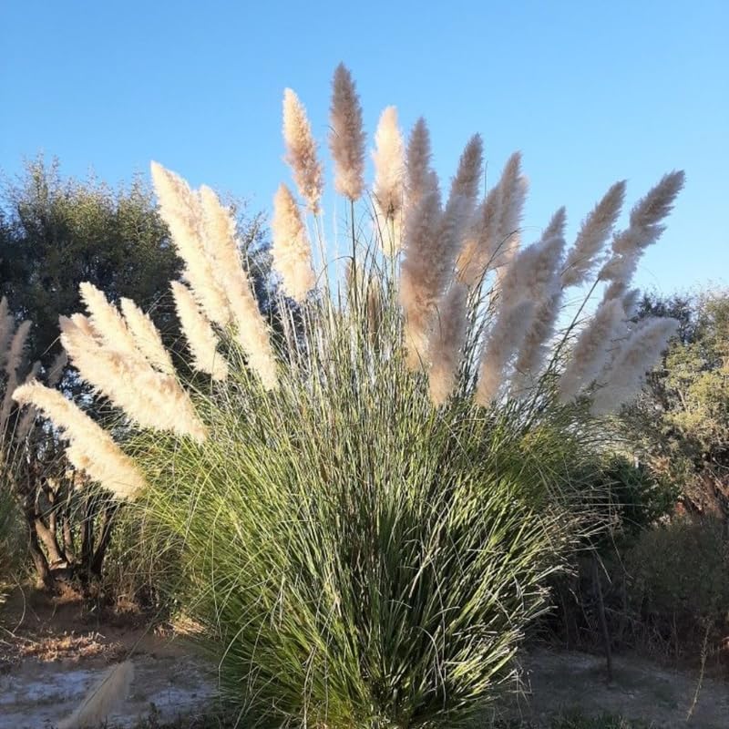 White Pampas Grass Plants, Live Pampas Perennial Grasses, 4 Inch Tall Starter, Ornamental Grass for Outdoor Garden Landscaping