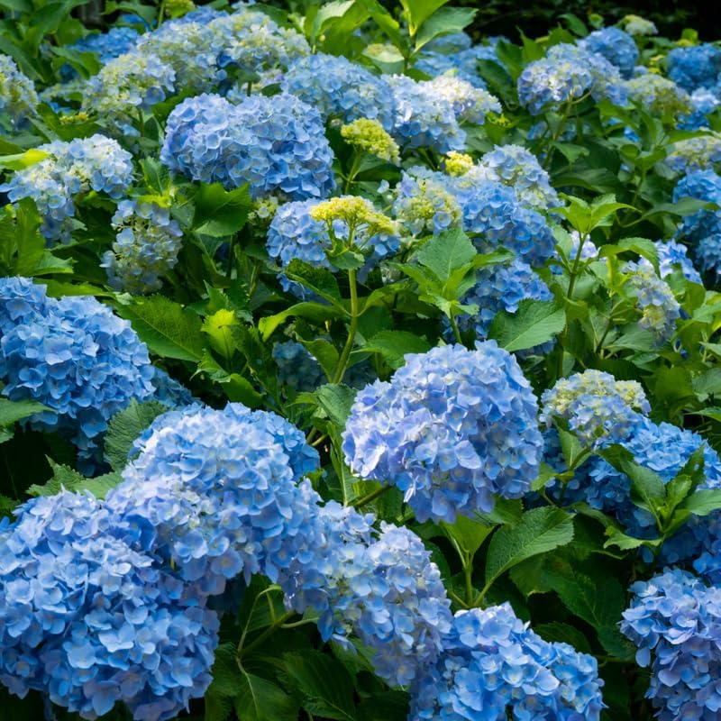 2 Blue Hydrangea Live Plants for Planting | 6-18" Rooted Cuttings | Cold-Hardy Macrophylla Flowering Shrub