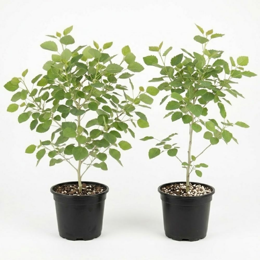 2 Quaking Aspen Tree, 4-6" Tall Plant, Low Maintenance Fast Growing Shade Tree for Homeowners, Cold-Hardy Shrub with Golden Autumn Foliage