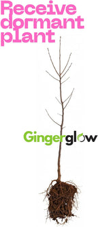 2 Chinese Chestnut Tree Live Plant – 2 to 3 Ft Tall | Hardy Fruit Tree Producing Edible Chestnuts | Fast-Growing Tree for Home Orchard