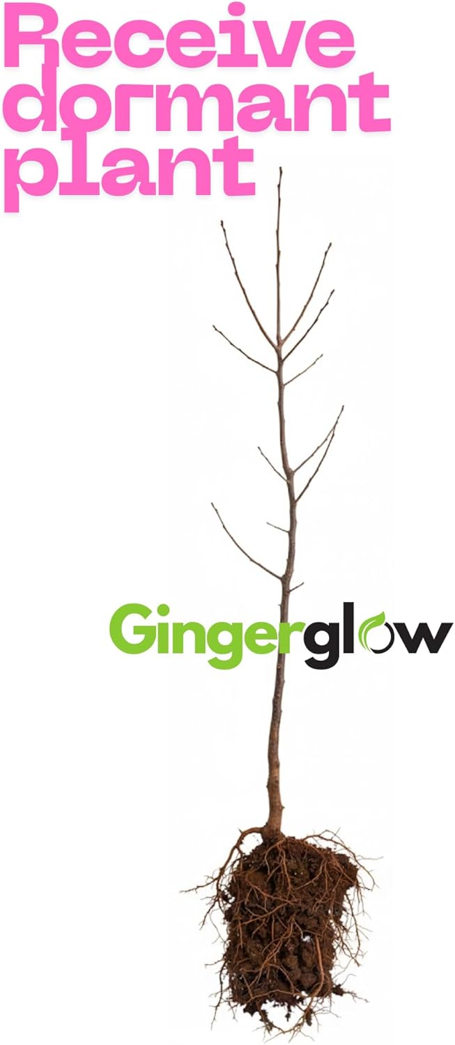 2 American Persimmon Tree for Planting – 12 to 24 Inch Tall Potted Live Fruit Plant | No Ship to CA