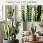 African Milk Tree, 3" Pot, Euphorbia Trigona Succulent with Striking Stems for Living Rooms, Easy to Care Decor