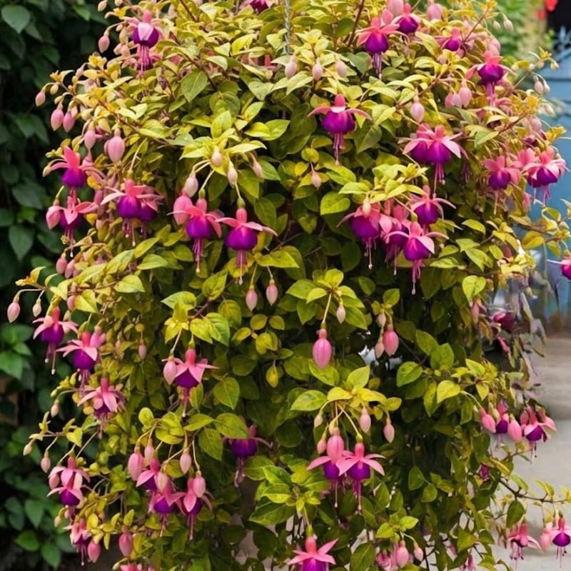 Fuchsia Plants Live, Gold and Red Foliage, 6-12 Inch Tall, Autumnale Variety, Trailing Flowering Plant, Ideal for Hanging Baskets