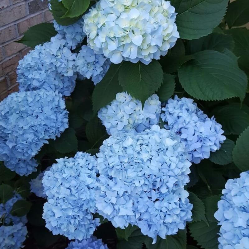 2 Blue Hydrangea Tree Live Plants | 6-18 Inch Bare Root Seedlings | Low Maintenance Flowering Shrub | Well-Rooted Plants for Garden