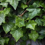 Green English Ivy Live Plant in 4” Inch Pot | Classic English Ivy Indoor Plant with Green Foliage | Easy-Care Trailing Houseplant for Shelves, Desks, Hanging Baskets & Home Décor