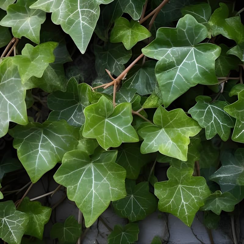 Green English Ivy Live Plant in 4” Inch Pot | Classic English Ivy Indoor Plant with Green Foliage | Easy-Care Trailing Houseplant for Shelves, Desks, Hanging Baskets & Home Décor