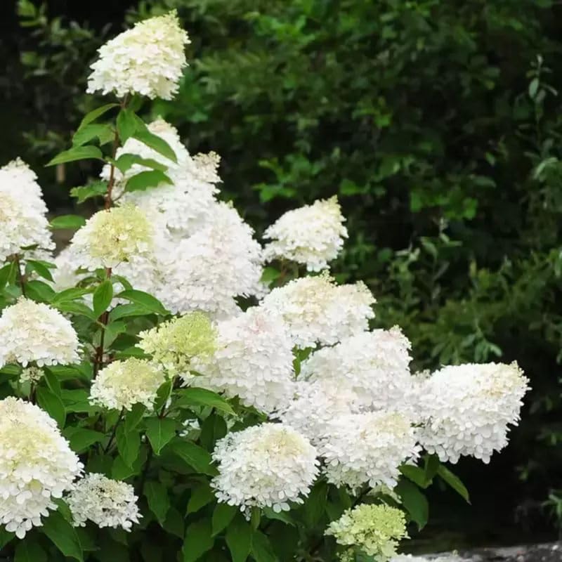 2 Hardy Pee Gee Hydrangea Live Plants | 1-2 Feet Tall Bare Root Seedlings | Paniculata Flowering Shrub | Fast-Growing Tree