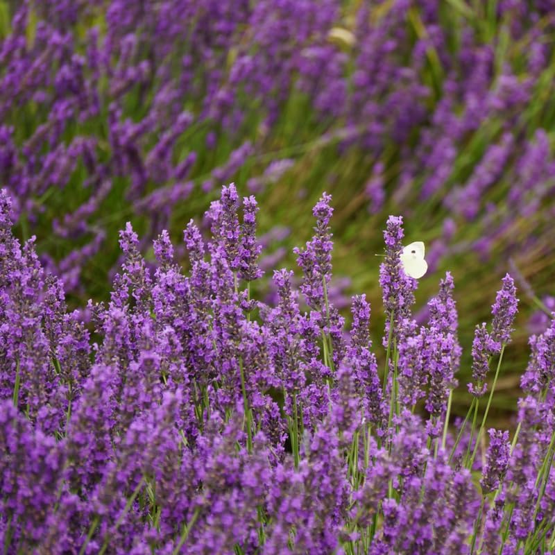 English Lavender Plants Live Outdoor and Garden, 3-Inch Pot, Cold-Hardy English Lavender for Patios, Borders, and Pathways