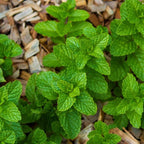 Chocolate Mint Plants Live, Mint Plants for Inside and Home Décor, 3-Inch Potted Fresh Herb for Indoor Outdoor Growing