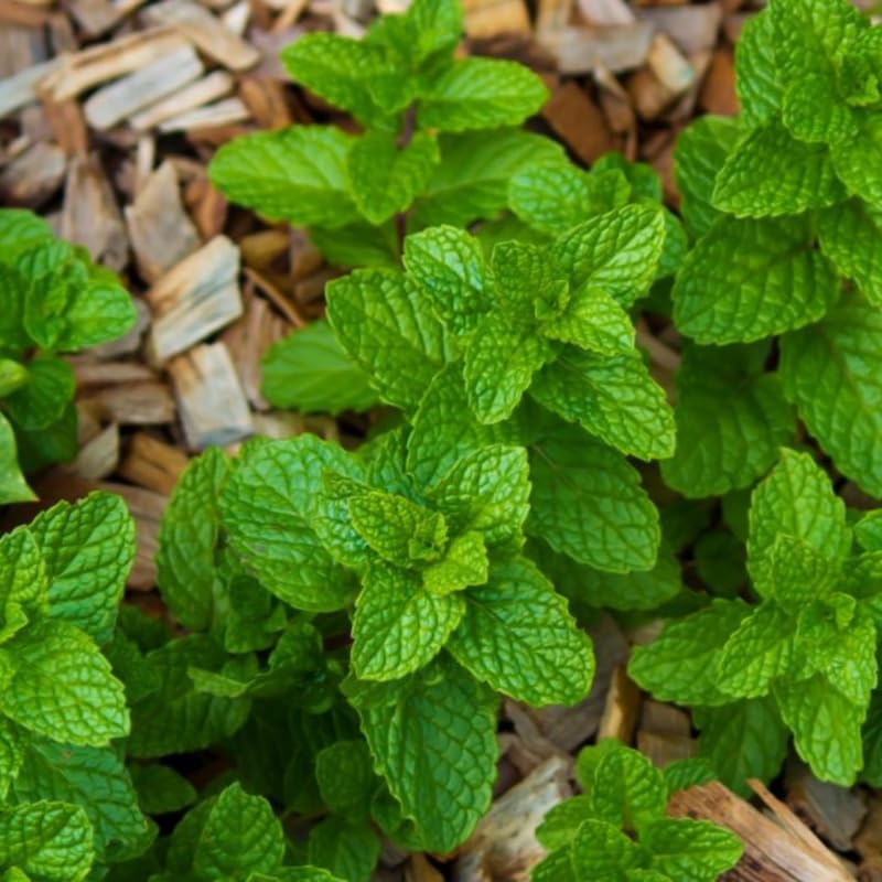 Chocolate Mint Plants Live, Mint Plants for Inside and Home Décor, 3-Inch Potted Fresh Herb for Indoor Outdoor Growing