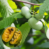 Pawpaw Live Plants, 12-18 Inch Tall, Quart Pot Asimina Triloba Native Fruit Trees, Deciduous Tropical Tree for Backyard