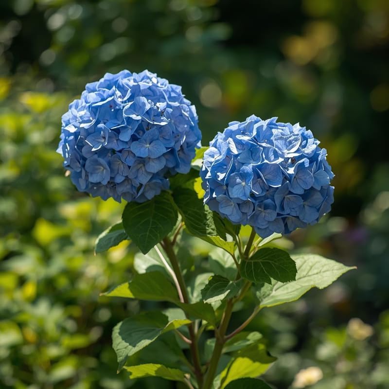 2 Blue Hydrangea Tree Live Plants | 6-18 Inch Bare Root Seedlings | Low Maintenance Flowering Shrub | Well-Rooted Plants for Garden