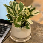 Pothos N’Joy Live Plant in 4 Inch Pot |Variegated Epipremnum Aureum Houseplant with White-Green Leaves | Easy-Care Indoor Pothos Live Plants for Home Office Décor
