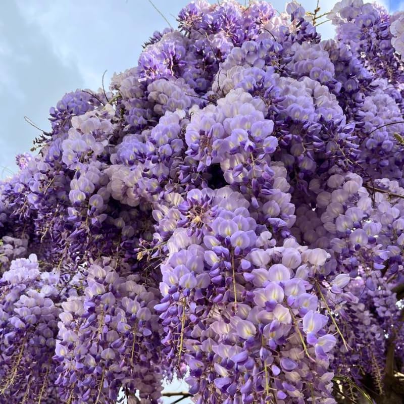 American Purple Wisteria Live Plant 12-24 Inch Tall, Fragrant Amethyst Wisteria Flowers, Easy-Care Climbing Vine for Landscapes, Fences & Outdoor Garden Décor
