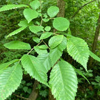 American Elm Native Trees Live Plant | Fast-Growing Cold Hardy Elm Tree for Landscaping | 6-12 Inc Live Tree for Yard, Garden & Windbreaks