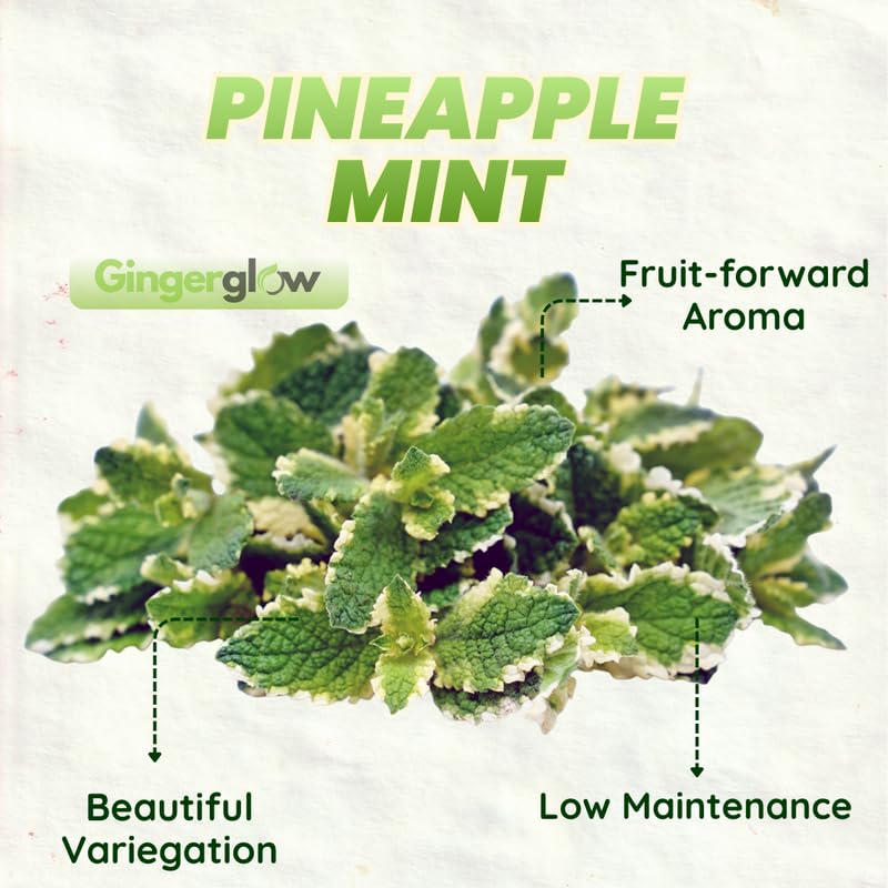 Chocolate Mint Plants Live, Mint Plants for Inside and Home Décor, 3-Inch Potted Fresh Herb for Indoor Outdoor Growing