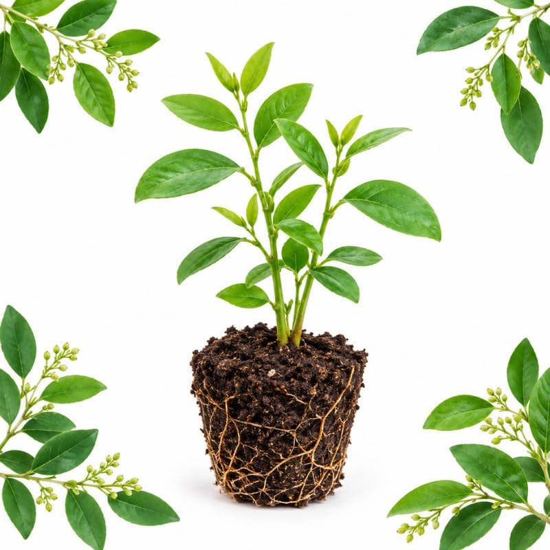 Katuk Plant Live, Sweet Leaf Plant, 4" Tall Sauropus Androgynus