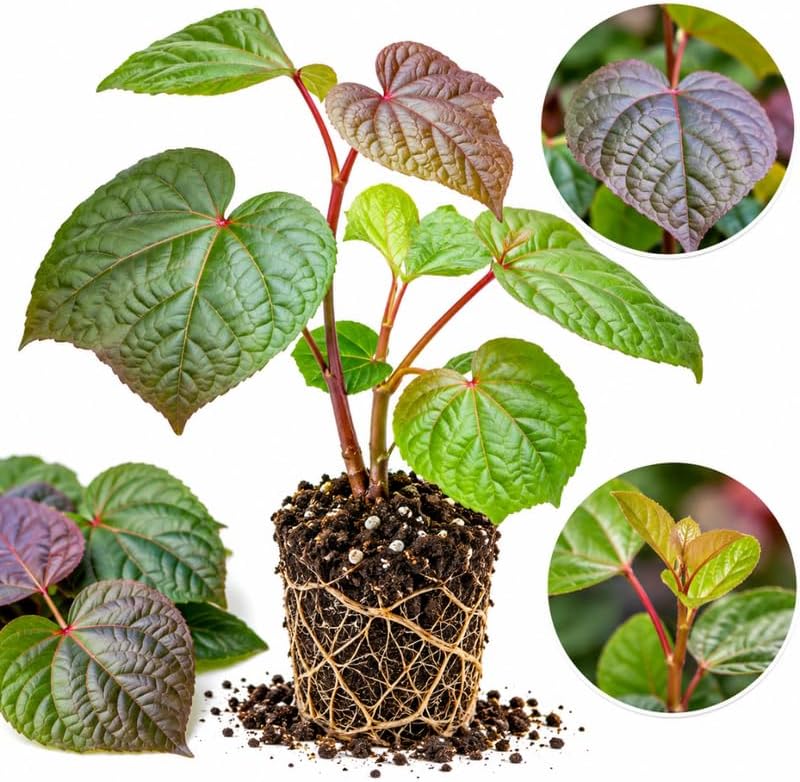 Auntie Lillie South Sea Salad Tree Live Plant, Edible Hibiscus 4" Tall