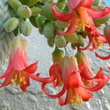 Cotyledon Pendens Succulent Plant Live – 4 Inc Pot | Indoor Trailing Houseplant | Well Rooted Easy to Care