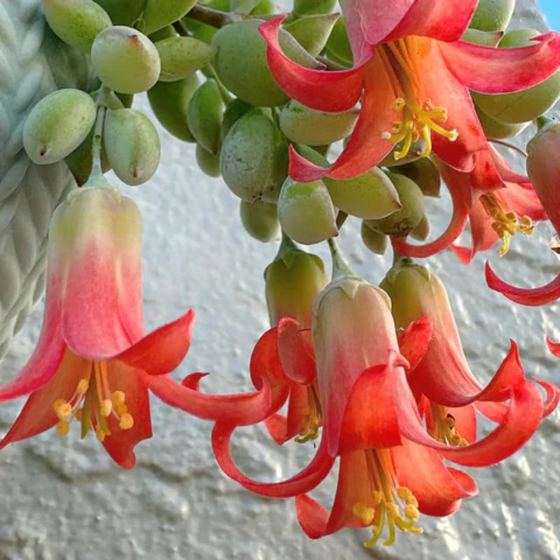 Cotyledon Pendens Succulent Plant Live – 4 Inc Pot | Indoor Trailing Houseplant | Well Rooted Easy to Care