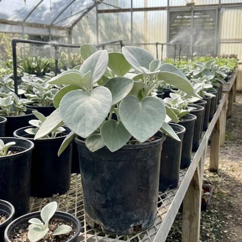 Peperomia Plant Live, Peperomia Incana in 4 Inch Pot, Compact Indoor Plant for Living Spaces, Gifting and Minimalist Interiors