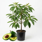 (No Ship to CA,HI,AK) Avocado Live Fruit Tree, 3 Gallon Pot, Vigorous Evergreen Plant for Edible Landscapes, Sturdy Subtropical Shade Tree for Creamy Harvests & Lush Green Foliage