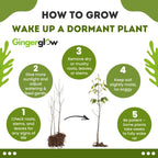 2 Chinese Chestnut Tree Live Plant – 2 to 3 Ft Tall | Sweet Nut-Producing Tree for Home Orchards | Hardy and Fast-Growing