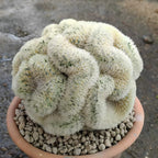 Mammillaria Cristata Golden Brain Cactus Live Plant | Rare Crested Cactus Plant | Live Cactus in 2.5-6" Inch Pot | Ideal for Collectors & Modern Home Décor