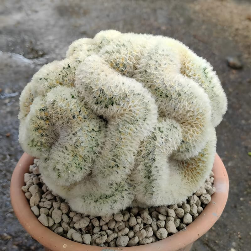 Mammillaria Cristata Golden Brain Cactus Live Plant | Rare Crested Cactus Plant | Live Cactus in 2.5-6" Inch Pot | Ideal for Collectors & Modern Home Décor