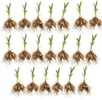20 Wild Daylily Plant Roots System/Fans, Easy to Grow Daylily Plant, Hardy Perennial Flowers, Ready to Plant for Outdoor Garden & Landscaping, Not Bulbs
