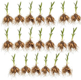20 Wild Daylily Plant Roots System/Fans, Easy to Grow Daylily Plant, Hardy Perennial Flowers, Ready to Plant for Outdoor Garden & Landscaping, Not Bulbs