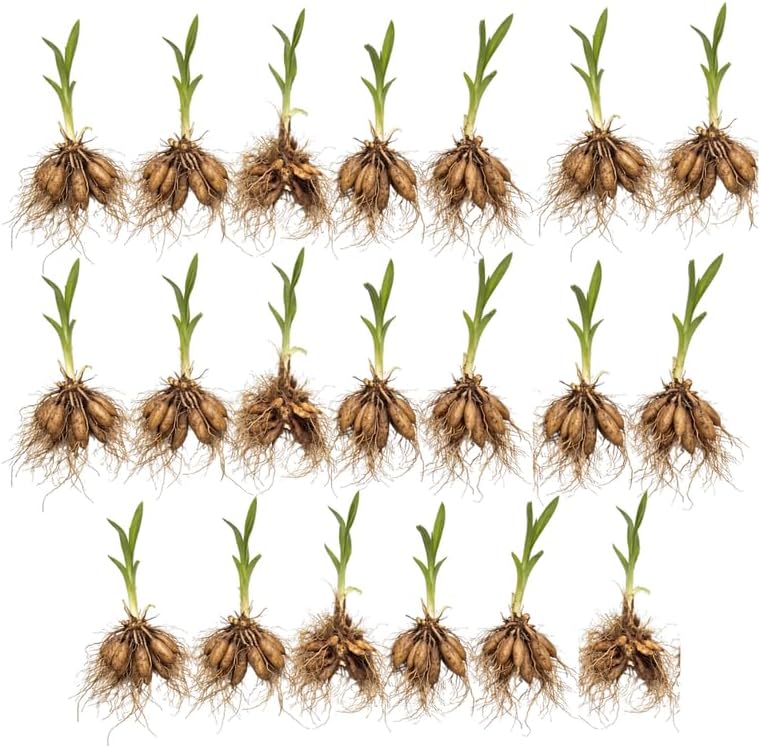 20 Wild Daylily Plant Roots System/Fans, Easy to Grow Daylily Plant, Hardy Perennial Flowers, Ready to Plant for Outdoor Garden & Landscaping, Not Bulbs
