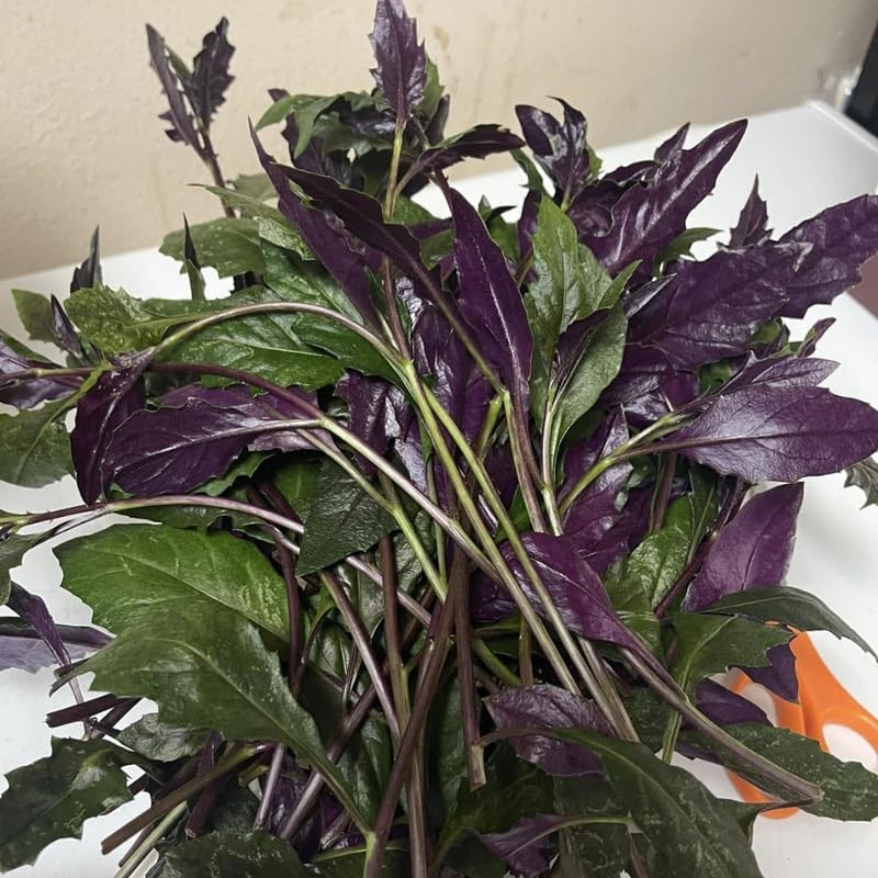 5 Live Okinawa Spinach Plant, 12-24" Tall Bare Root, Easy to Grow Edible Greenery, Two-Tone Purple and Green Leaf Plant for Backyard and Patio